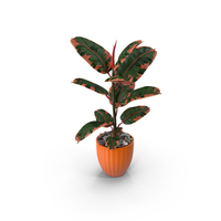 Ficus with Pebbles in Floor Planter PNG & PSD Images