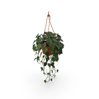 Philodendron Scandens Plant In Hanging Pot PNG & PSD Images