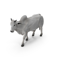Zebu Cattle Male Walking Fur PNG & PSD Images