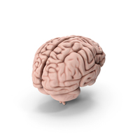Brain PNG & PSD Images