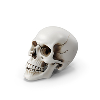 Human Skull PNG & PSD Images