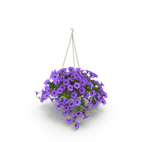Petunia PNG & PSD Images