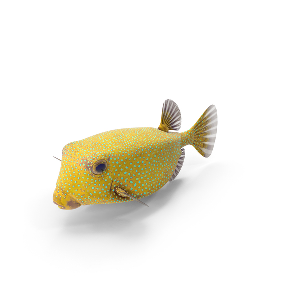 Yellow Spotted Boxfish PNG & PSD Images