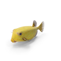 Yellow Spotted Boxfish PNG & PSD Images