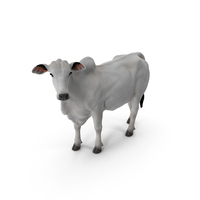 Zebu Cattle Female Looking Fur PNG & PSD Images