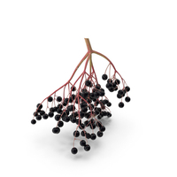 Black Elderberry Cluster PNG & PSD Images