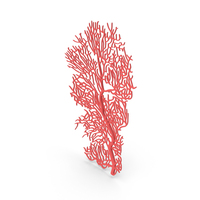 Corals PNG & PSD Images