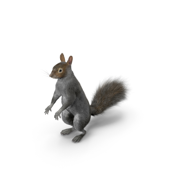 Gray Squirrel in Standing Pose Fur PNG & PSD Images
