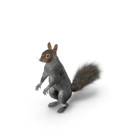 Gray Squirrel in Standing Pose Fur PNG & PSD Images
