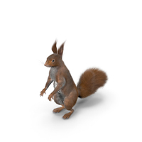 Red Squirrel in Standing Pose Fur PNG & PSD Images