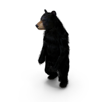 Standing Young Black Bear Fur PNG & PSD Images