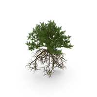 Oak With Roots PNG & PSD Images