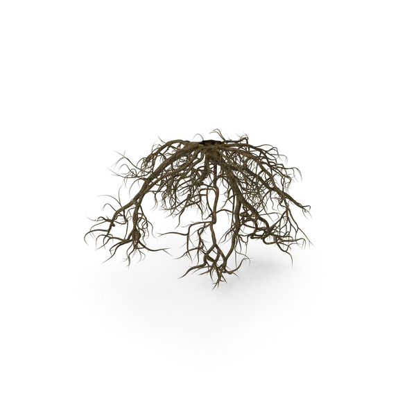 Roots Of Oak PNG & PSD Images