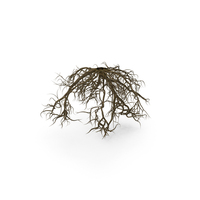 Roots Of Oak PNG & PSD Images