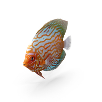 Discus Fish PNG & PSD Images
