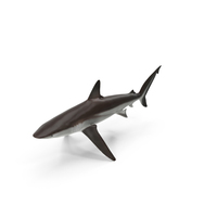 Realistic Whaler Shark PNG & PSD Images