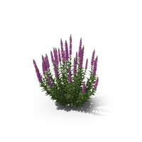 Lythrum Salicaria PNG & PSD Images