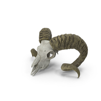 Bighorn Ram Skull With Twisted Horns PNG & PSD Images
