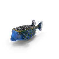 Ostracion Meleagris Fish Blue PNG & PSD Images
