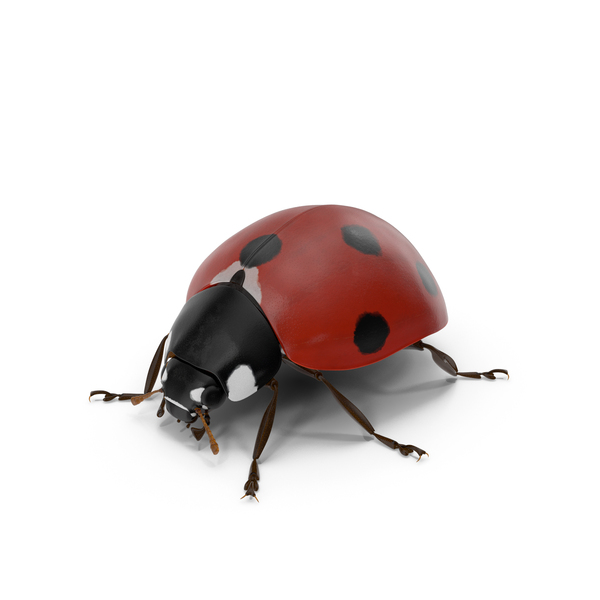 Realistic Ladybug Insect PNG & PSD Images