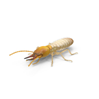 Termite PNG & PSD Images