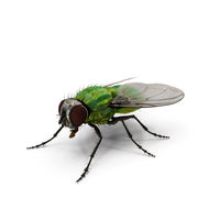 Realistic House Fly PNG & PSD Images