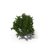 Realistic Oak Tree PNG & PSD Images