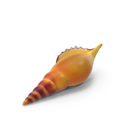 Realistic Sea Shell PNG & PSD Images