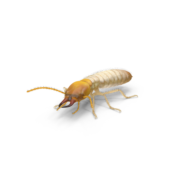 Termite In Creeping Pose PNG & PSD Images