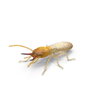Termite In Pose PNG & PSD Images