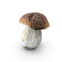Boletus Edulis PNG & PSD Images
