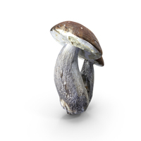 Leccinum Scabrum PNG & PSD Images