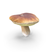 Boletus Edulis PNG & PSD Images