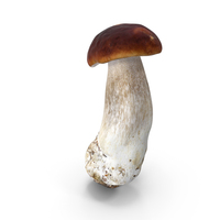Boletus Edulis PNG & PSD Images