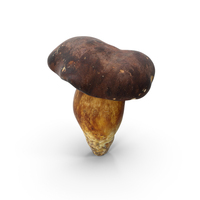 Boletus Badius PNG & PSD Images