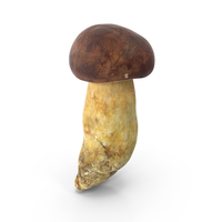 Boletus Badius PNG & PSD Images