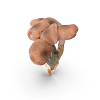 Armillaria Mellea PNG & PSD Images