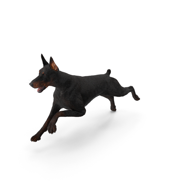 Doberman Pinscher Running Fur PNG & PSD Images