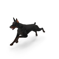 Doberman Pinscher Running Fur PNG & PSD Images