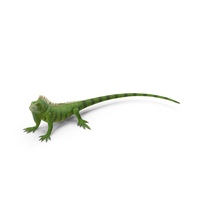Iguana Reptile PNG & PSD Images