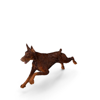 Brown Doberman Pinscher Running Fur PNG & PSD Images