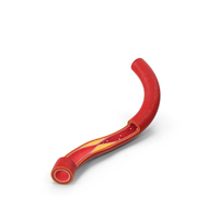 Cholesterol Blocked Artery in Cross Section PNG & PSD Images