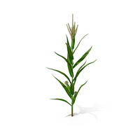 Realistic Corn Plant PNG & PSD Images
