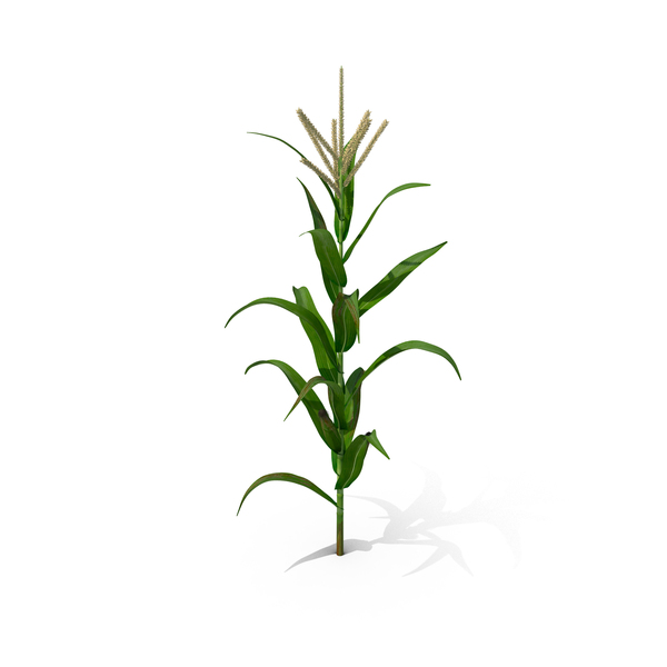 Realistic Corn Stalk PNG & PSD Images