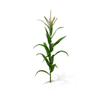 Realistic Corn Stalk PNG & PSD Images