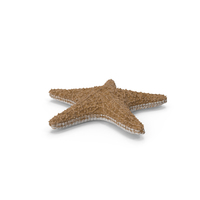 Realistic Starfish PNG & PSD Images