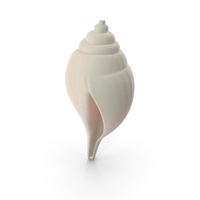 Conch Shell PNG & PSD Images