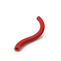 Human Artery PNG & PSD Images