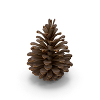 Pine Cone PNG & PSD Images