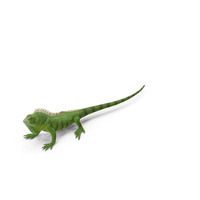 Realisic Iguana Reptile PNG & PSD Images